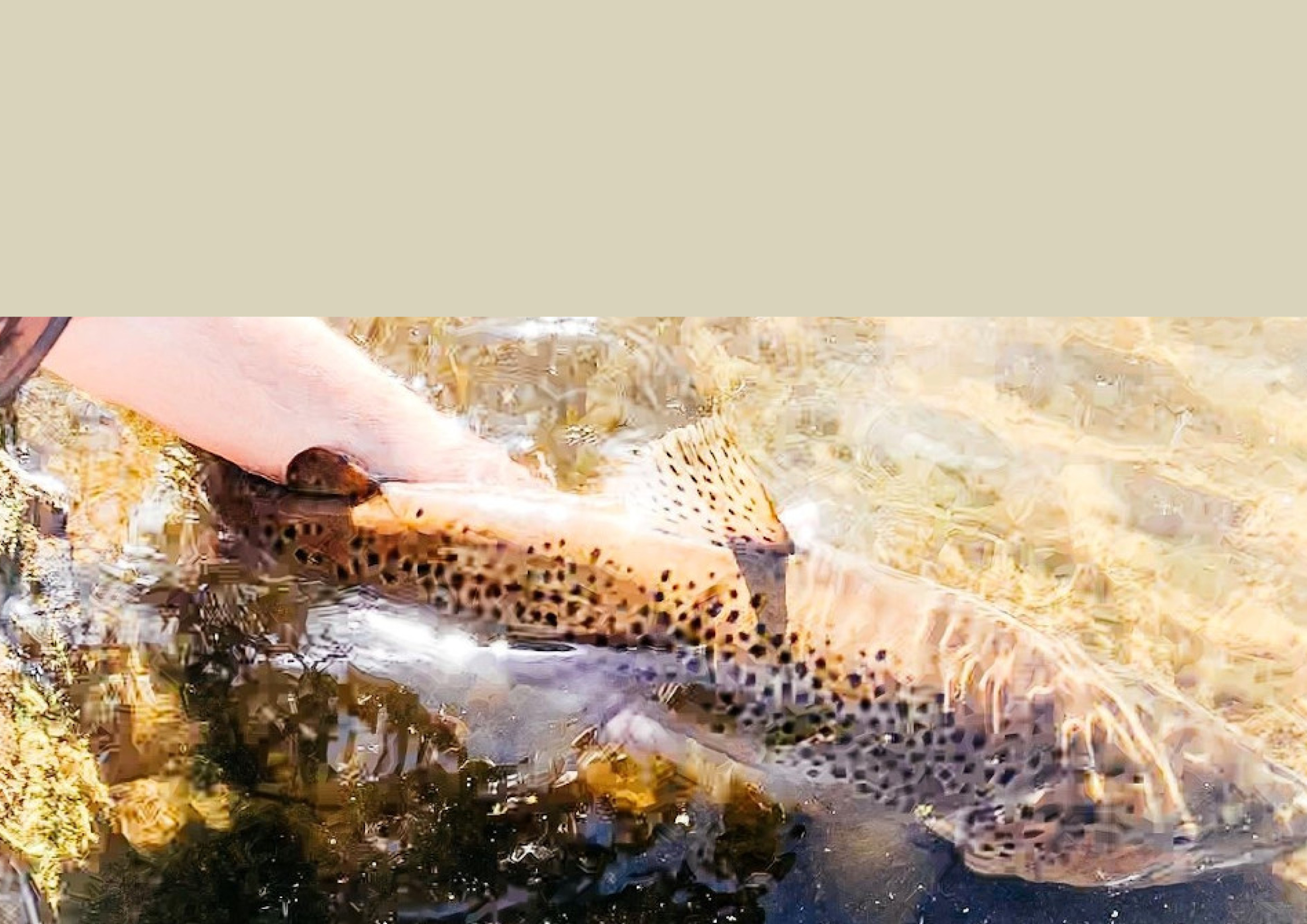 Impression D'art Limitée - Truite Marron & Pêche à La Mouche Par John Furches - Occasion